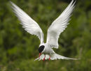 Artic Tern